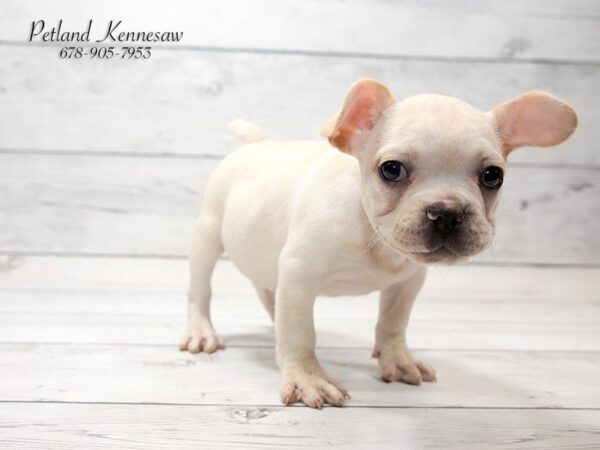 French Bulldog DOG Male CR 20817 Petland Mall of Georgia