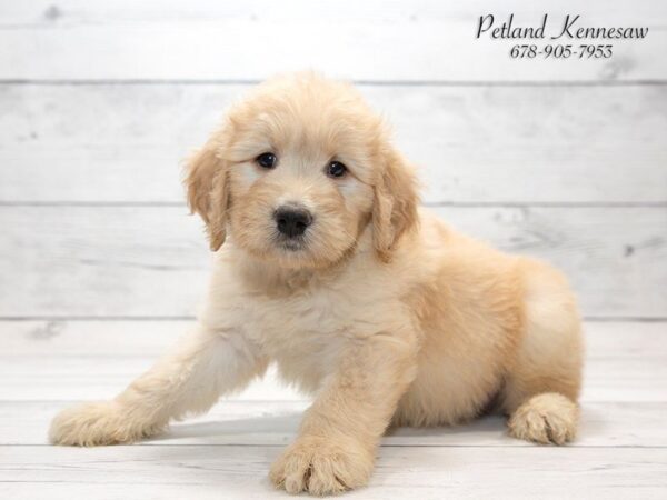 Goldendoodle 2nd Gen DOG Male GOLDEN 20830 Petland Mall of Georgia