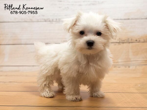 Maltese DOG Male White 20883 Petland Mall of Georgia