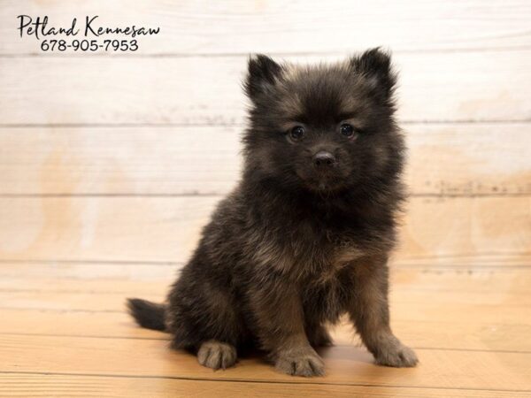 Pomeranian DOG Female Sable 20882 Petland Mall of Georgia