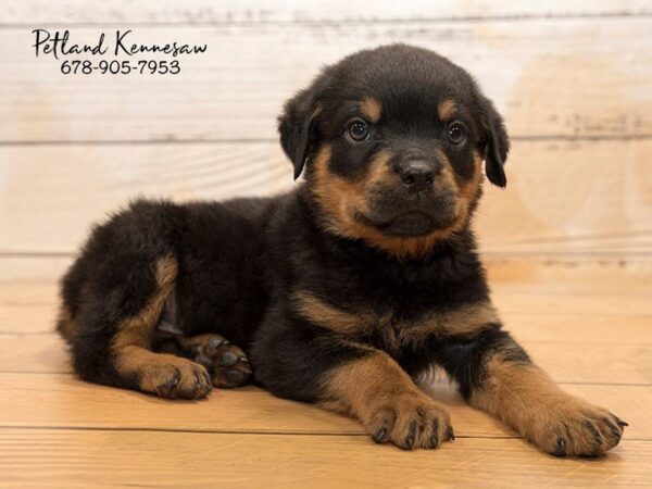 Rottweiler DOG Male Blk-Tan 20881 Petland Mall of Georgia