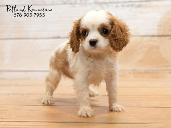 Cavalier King Charles Spaniel DOG Female Blenheim 20857 Petland Mall of Georgia