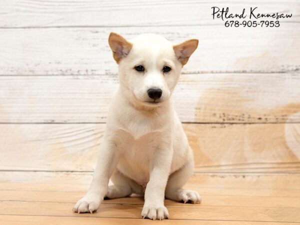 Shiba Inu DOG Male cr 20853 Petland Mall of Georgia