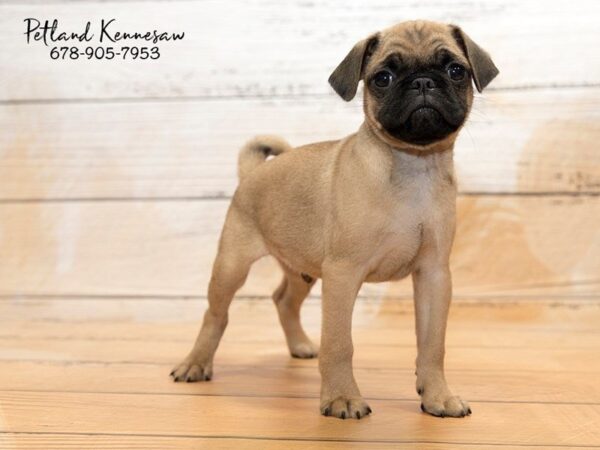 Pug DOG Male Fawn 20851 Petland Mall of Georgia