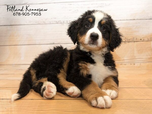 Bernese Mountain Dog DOG Male blk-rst-wh 20850 Petland Mall of Georgia