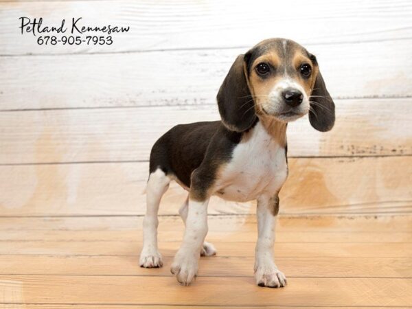 Beagle DOG Male tri 20849 Petland Mall of Georgia