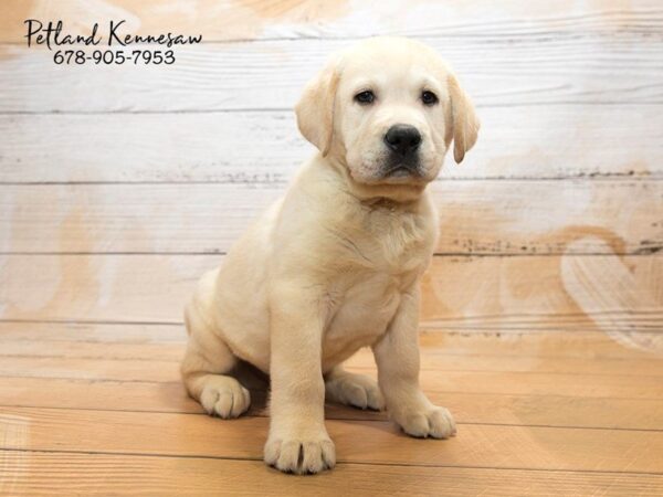 Labrador Retriever DOG Male Yellow 20848 Petland Mall of Georgia