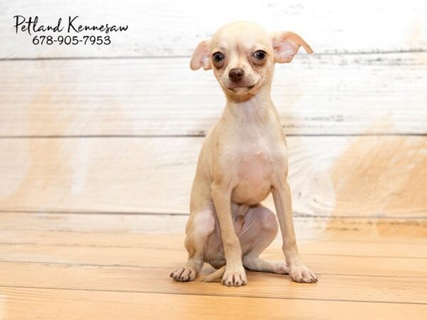 Chihuahua DOG Male cr 20843 Petland Mall of Georgia