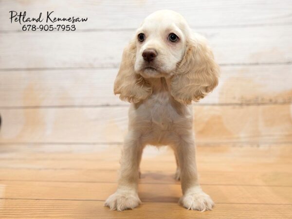 Cocker Spaniel DOG Female BUFF 20868 Petland Mall of Georgia