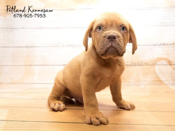 Dogue de Bordeaux DOG Male MHGY 20865 Petland Mall of Georgia