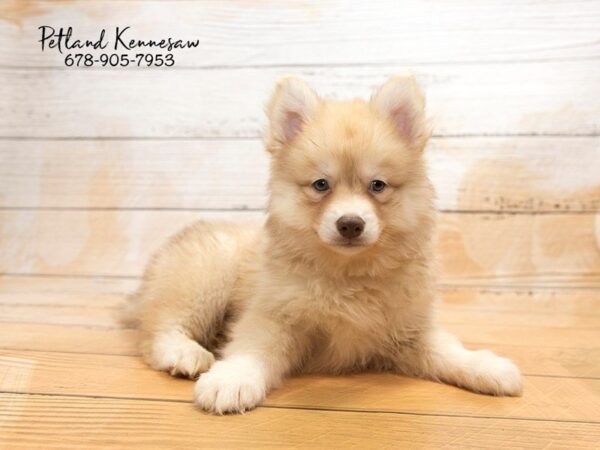 Pomsky DOG Male RD SBL 20864 Petland Mall of Georgia