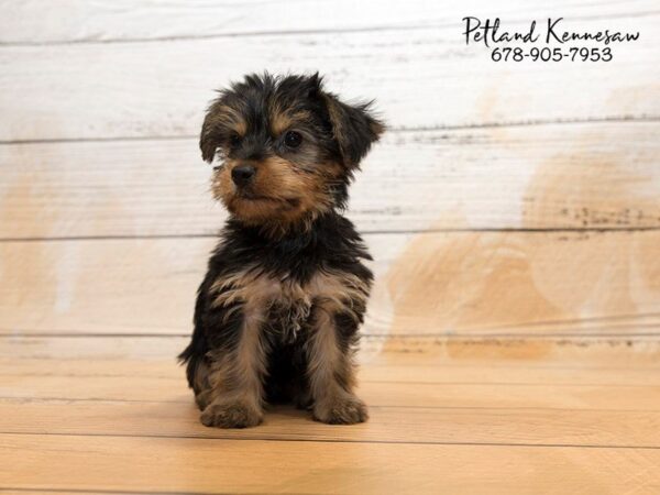 Yorkshire Terrier DOG Male Black / Tan 20858 Petland Mall of Georgia