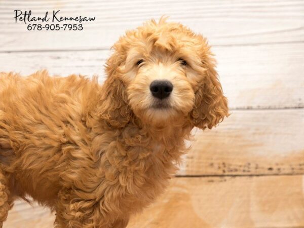 Goldendoodle DOG Male Apricot 20837 Petland Mall of Georgia