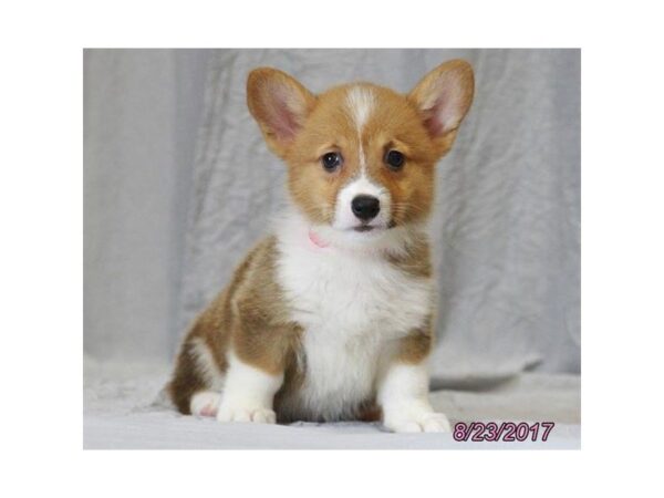 Pembroke Welsh Corgi DOG Female Red / White 20894 Petland Mall of Georgia