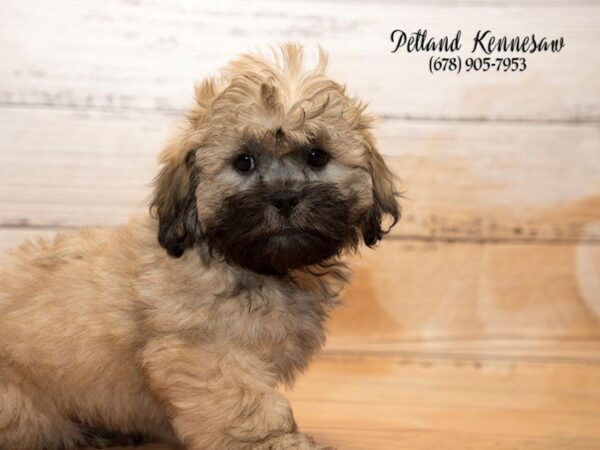 Teddy Bear-DOG-Male-Tan with Black Mask-20810-Petland Mall of Georgia