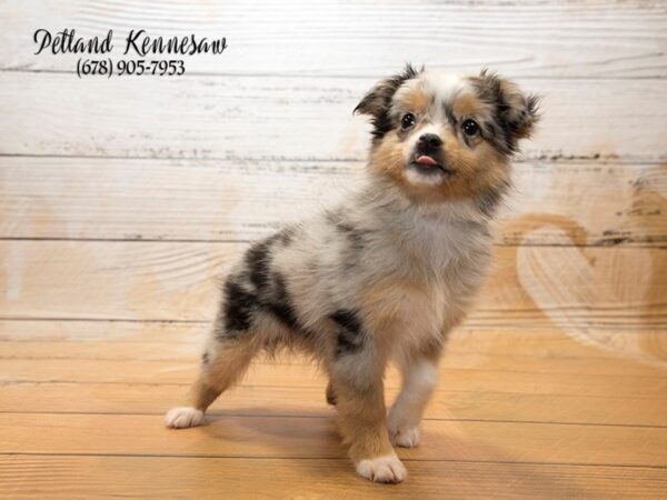 MINI AUSTRALIAN SHEPHERD DOG Female BL MRL:WH MKGS TAN PTS 20916 Petland Mall of Georgia