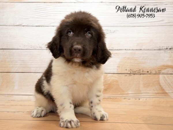 Newfoundland DOG Male CHOCOLATE WHITE 20911 Petland Mall of Georgia