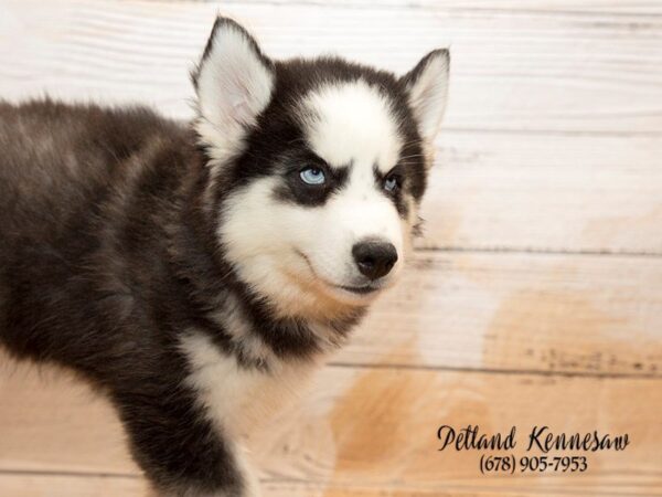 Siberian Husky DOG Female blk-wh 20899 Petland Mall of Georgia