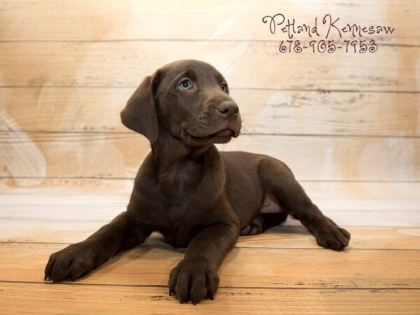 Labrador Retriever DOG Male Chocolate 20973 Petland Mall of Georgia