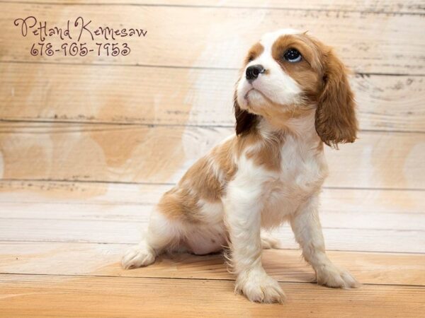 Cavalier King Charles Spaniel DOG Female bheim-wh 20943 Petland Mall of Georgia