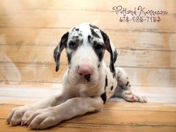 Great Dane DOG Female MRLQN 20932 Petland Mall of Georgia