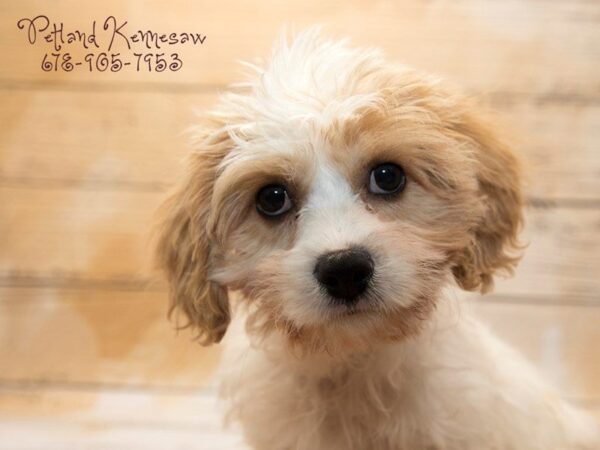 Cavachon DOG Female BHEIM 20930 Petland Mall of Georgia