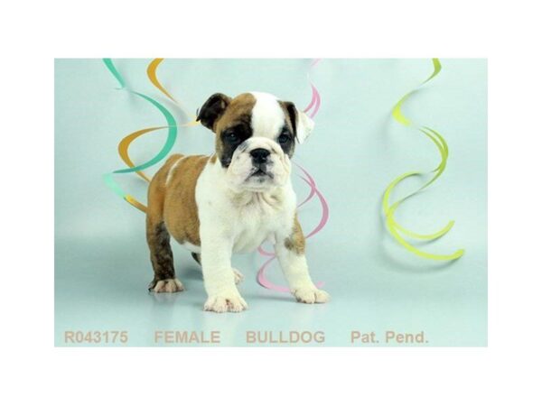 English Bulldog DOG Female RD BRDL & WH 20928 Petland Mall of Georgia