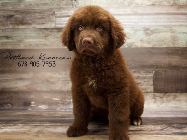 Newfoundland DOG Male Chocolate 20985 Petland Mall of Georgia