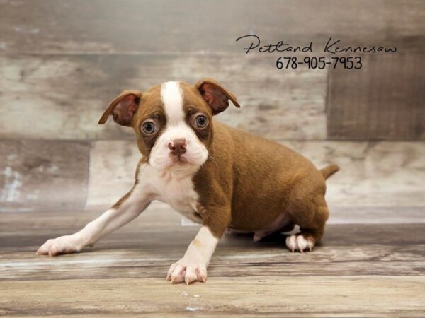 Boston Terrier DOG Male Seal / White 20989 Petland Mall of Georgia