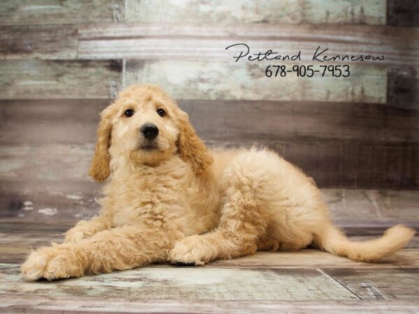 Goldendoodle 2nd Gen DOG Male Golden 20990 Petland Mall of Georgia