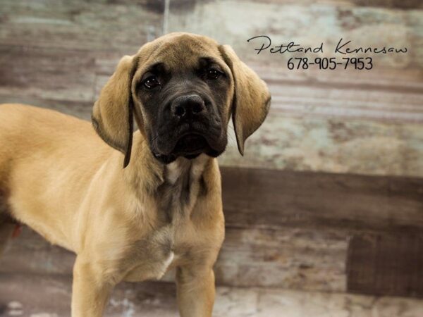 English Mastiff DOG Female FN 20996 Petland Mall of Georgia