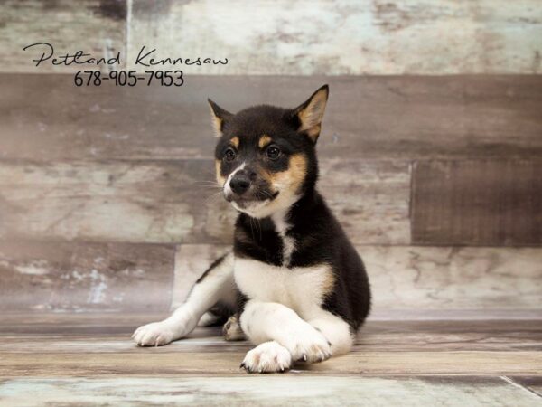 Shiba Inu DOG Male BLK & TN:WH MKGS 20998 Petland Mall of Georgia