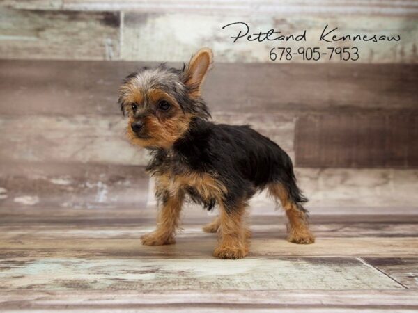 Yorkshire Terrier DOG Female Black / Tan 21015 Petland Mall of Georgia