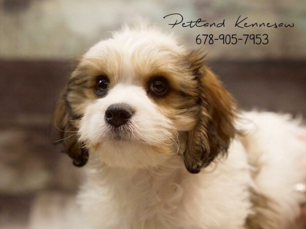 Cavachon (Cavalier/Bichon) DOG Male sbl-wh 21061 Petland Mall of Georgia