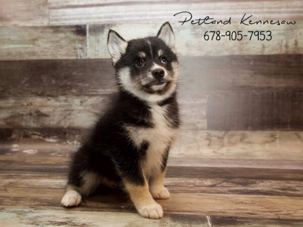 Pomsky-DOG-Male-Black / White-21059-Petland Mall of Georgia