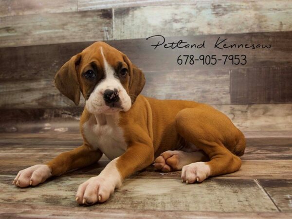 Boxer DOG Female Fawn 21056 Petland Mall of Georgia