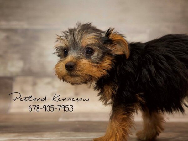 Yorkshire Terrier DOG Female Black / Tan 21054 Petland Mall of Georgia