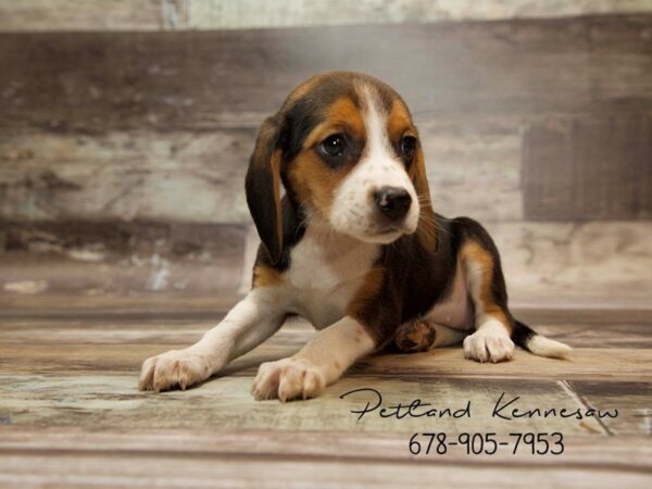 Beagle DOG Female TRI 21043 Petland Mall of Georgia