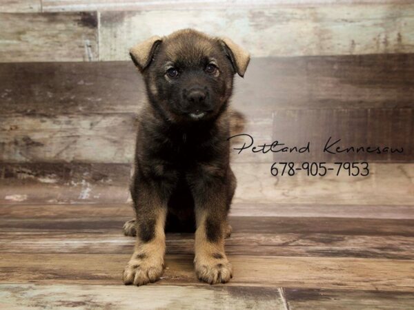 Norwegian Elkhound DOG Male BLK-GRAY 21042 Petland Mall of Georgia