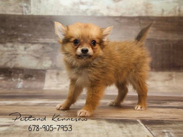 Pomeranian DOG Male SABLE 21041 Petland Mall of Georgia