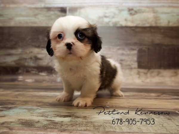 Shih Tzu DOG Female Brown White 21037 Petland Mall of Georgia