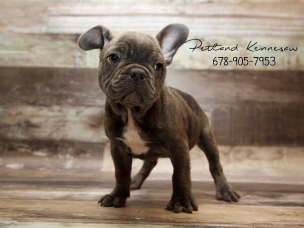 French Bulldog DOG Male BRDL 21035 Petland Mall of Georgia