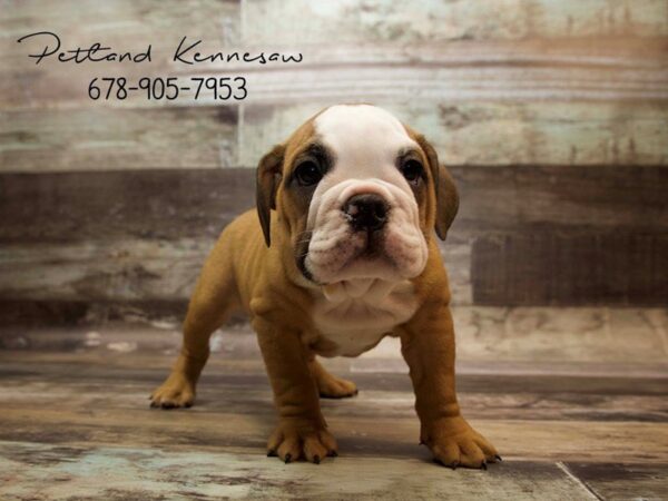 English Bulldog DOG Female FN:WH MKGS 21034 Petland Mall of Georgia