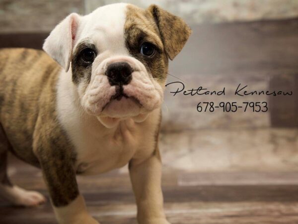 English Bulldog DOG Female FN BRDL & WH 21033 Petland Mall of Georgia