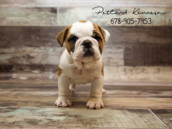 English Bulldog DOG Female RD & WH 21032 Petland Mall of Georgia