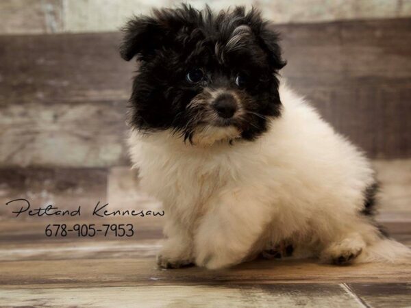 Pomachon-DOG-Male-BLK:PRTI-21027-Petland Mall of Georgia