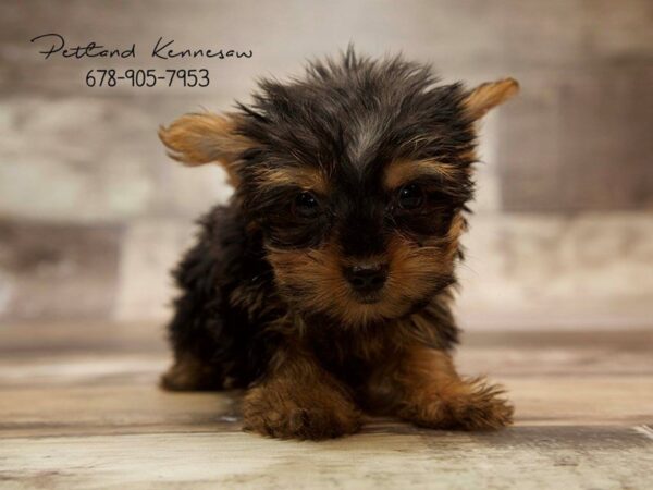 Yorkshire Terrier DOG Male BLK & TN 21026 Petland Mall of Georgia