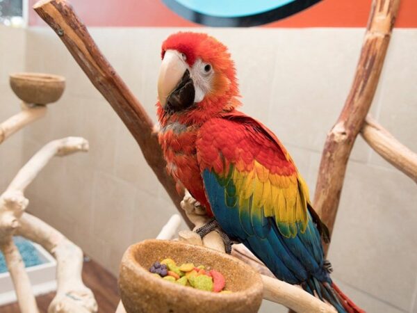 Scarlet Macaw-BIRD-Male-Red-20120-Petland Mall of Georgia