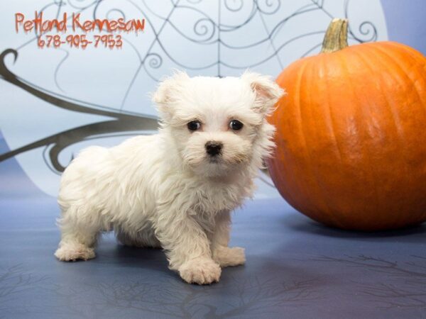 Maltese DOG Male White 21116 Petland Mall of Georgia