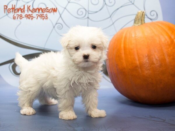 Maltese DOG Female White 21115 Petland Mall of Georgia